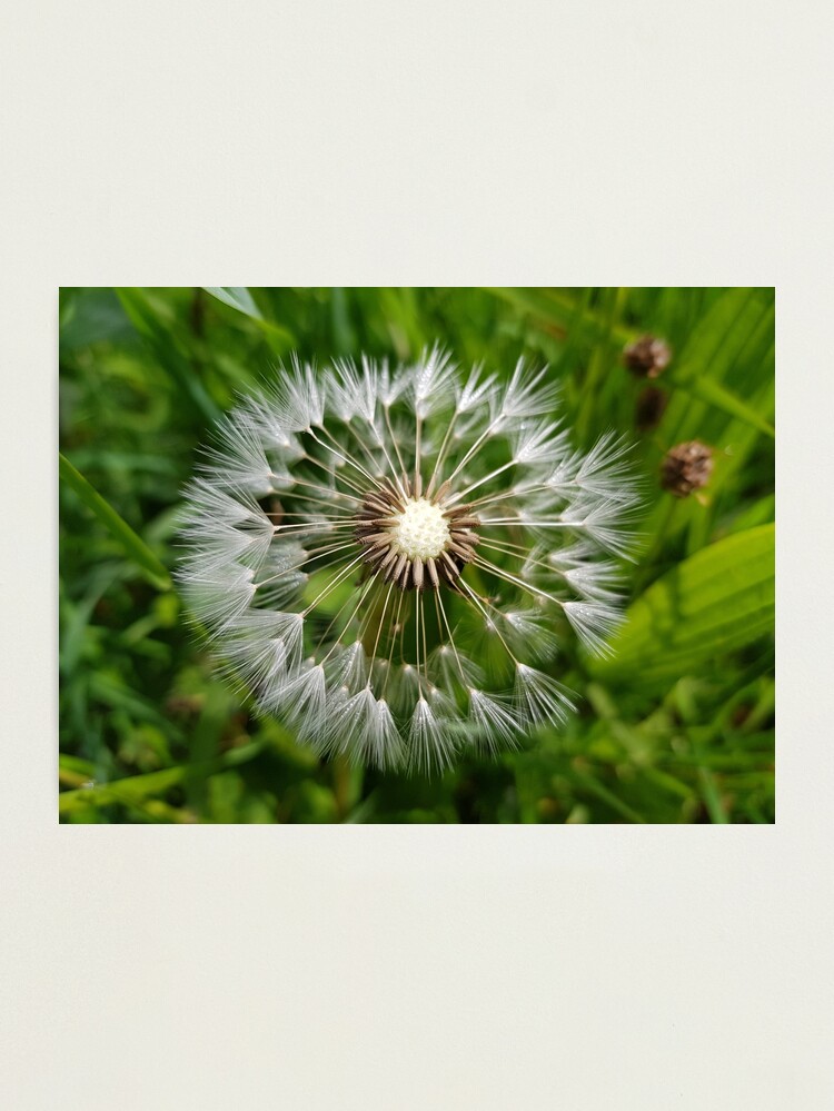 Alternate view of Dandelion Photographic Print