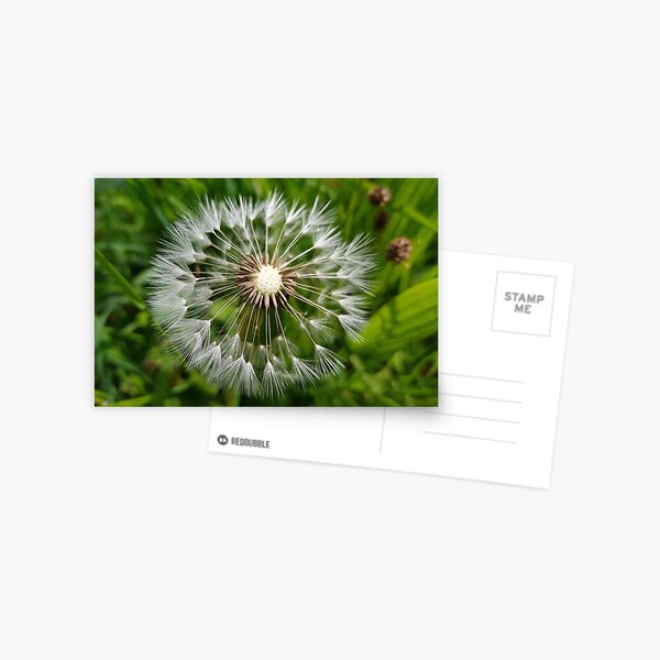 Dandelion Postcard