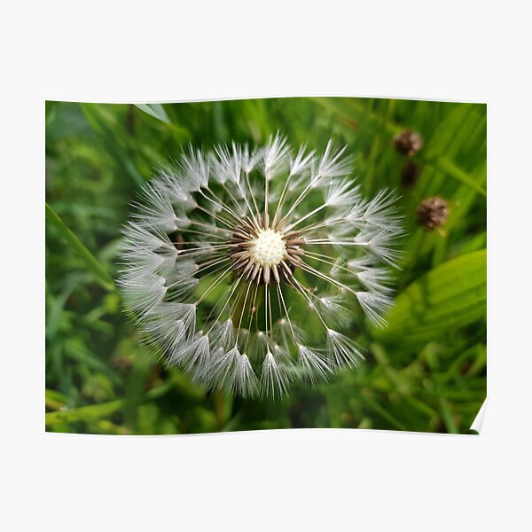Dandelion Poster