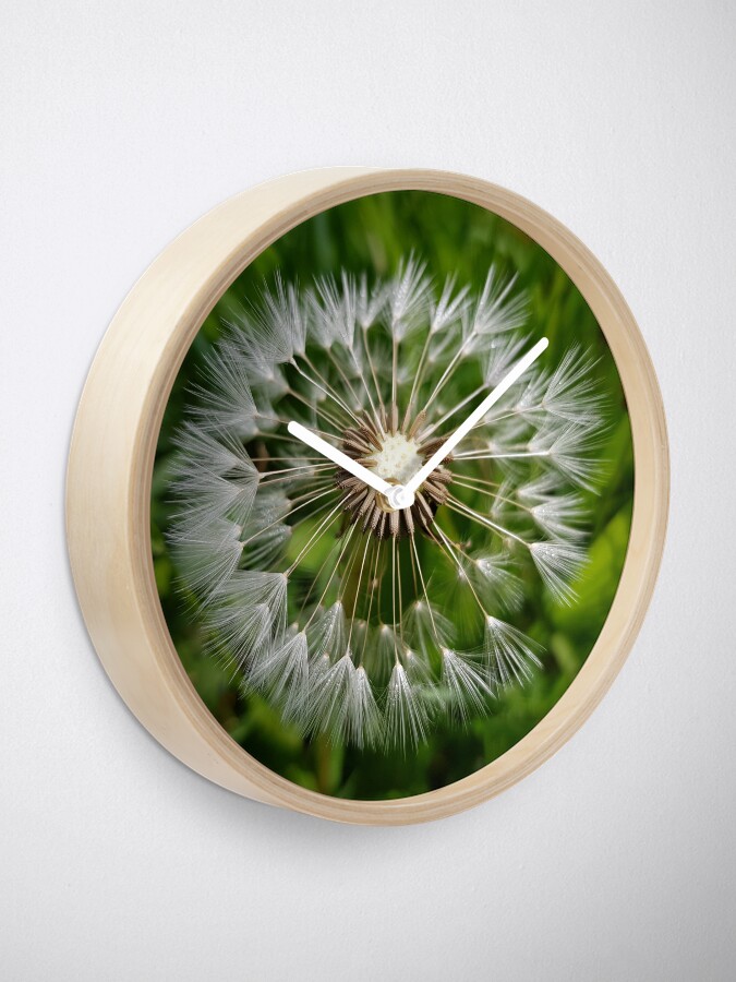 Alternate view of Dandelion Clock