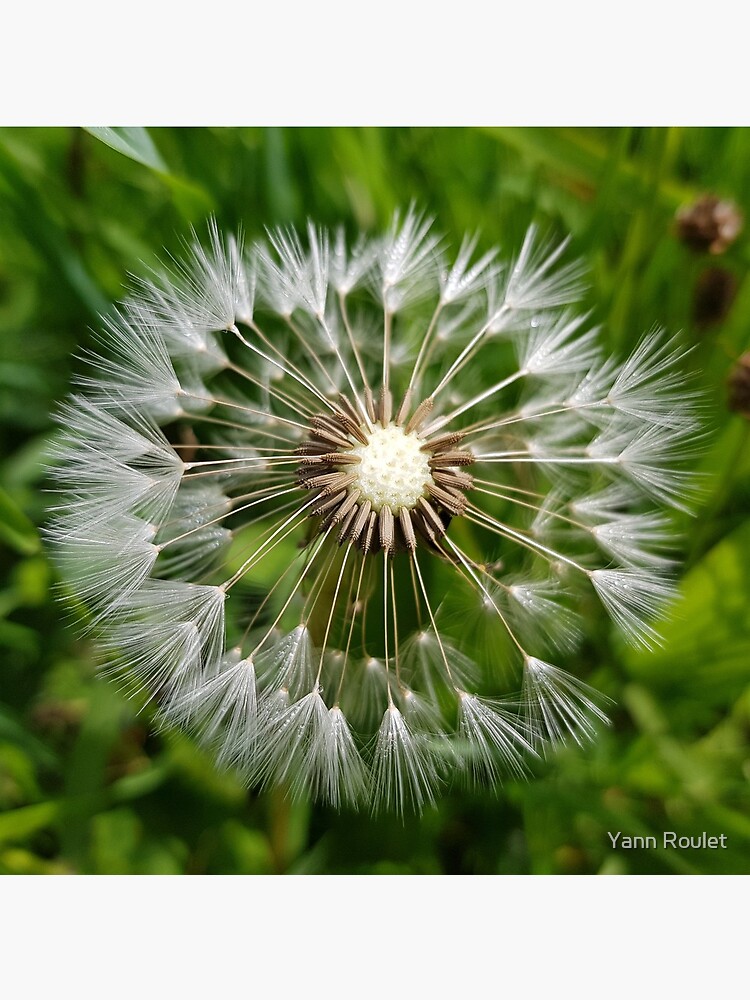 Dandelion by fan2zik