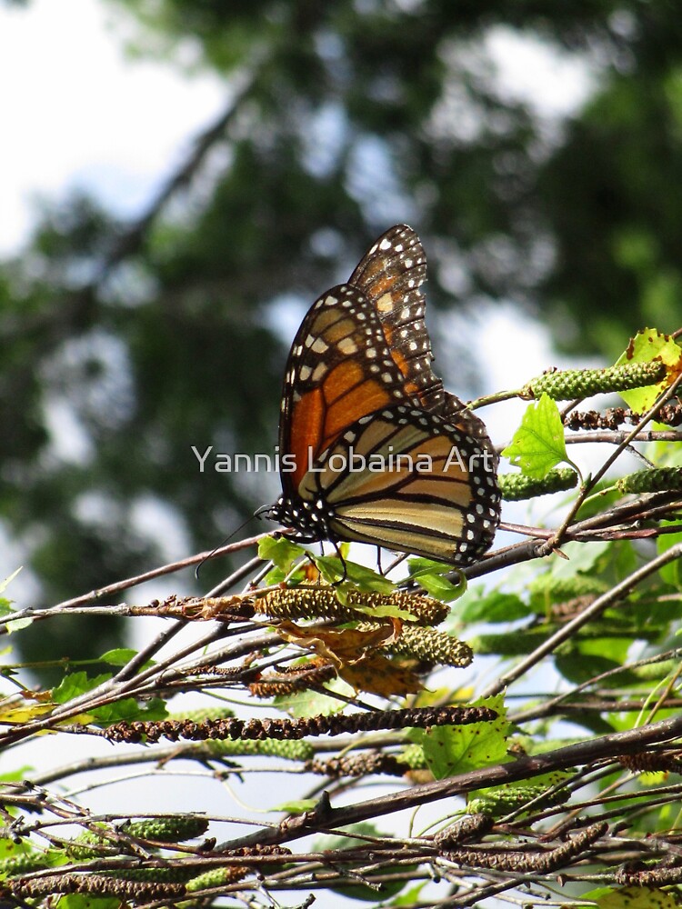 Monarch butterfly before flying in search of sun By Yannis Lobaina by lobaina1979