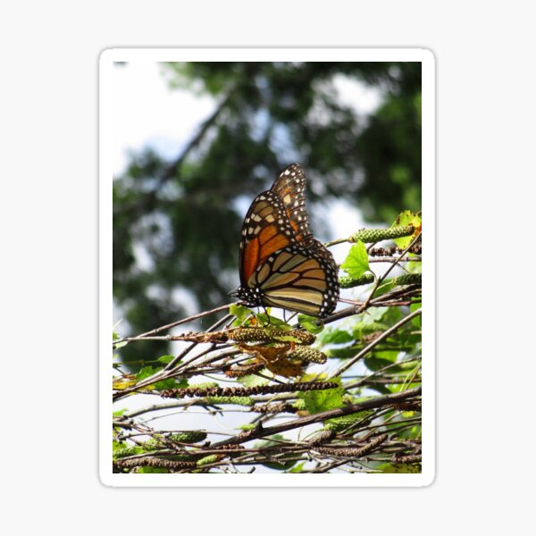 Monarch butterfly before flying in search of sun By Yannis Lobaina Sticker