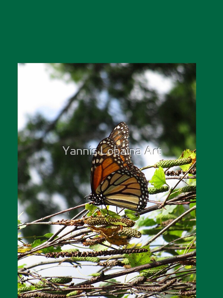 Monarch butterfly before flying in search of sun By Yannis Lobaina by lobaina1979