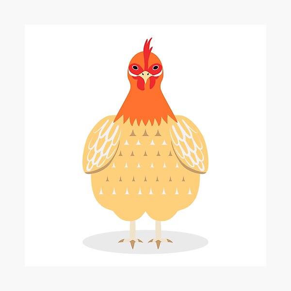 Cute Chicken Photographic Print