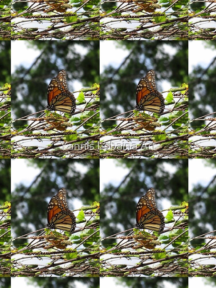 Monarch butterfly before flying in search of sun By Yannis Lobaina by lobaina1979