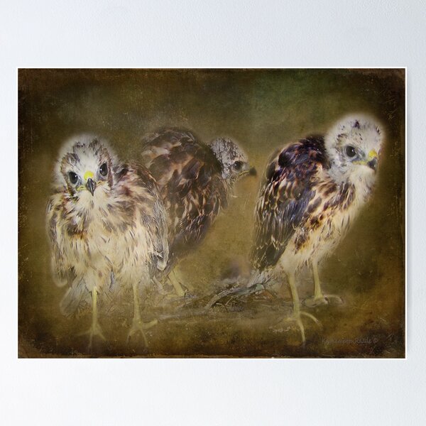 Item preview, Redtail Hawk Babies designed and sold by kayzsqrlz.