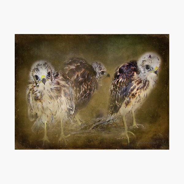 Item preview, Redtail Hawk Babies designed and sold by kayzsqrlz.