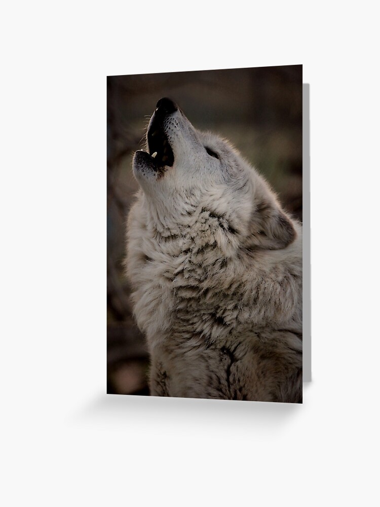 Tarjetas de felicitación «Lobo aullando» de wolveskeeper | Redbubble