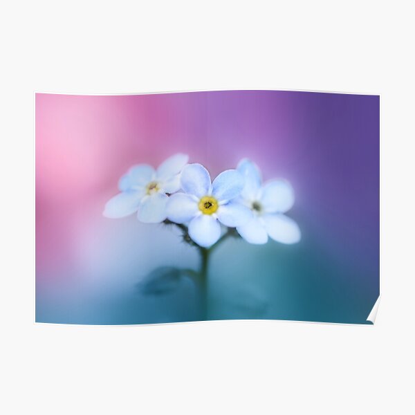 Colorful and dreamy Forget-me-Not flowers macro Poster