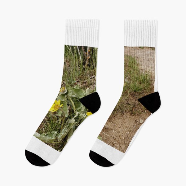 Item preview, Arrow Leaf Balsamroot - Black Canyon Of The Gunnison National Park designed and sold by jtrommer.
