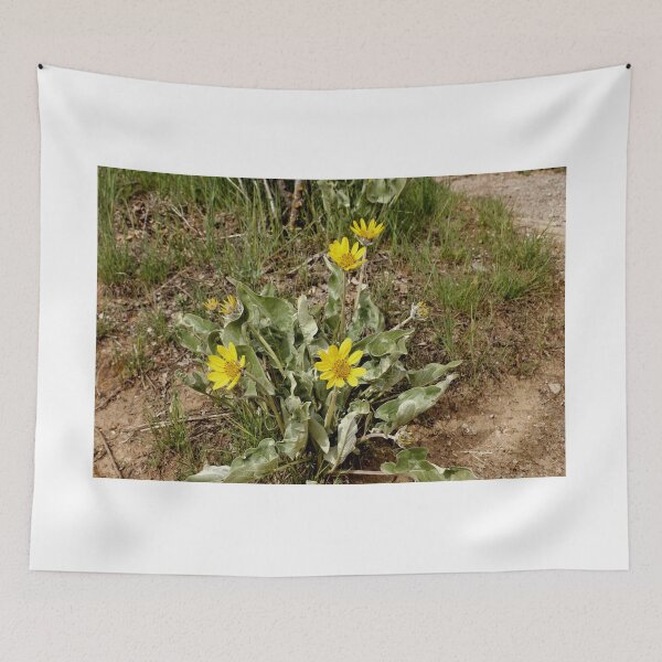 Item preview, Arrow Leaf Balsamroot - Black Canyon Of The Gunnison National Park designed and sold by jtrommer.