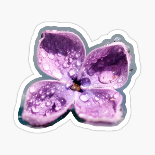 Droplets on a lilac flower with bokeh Sticker
