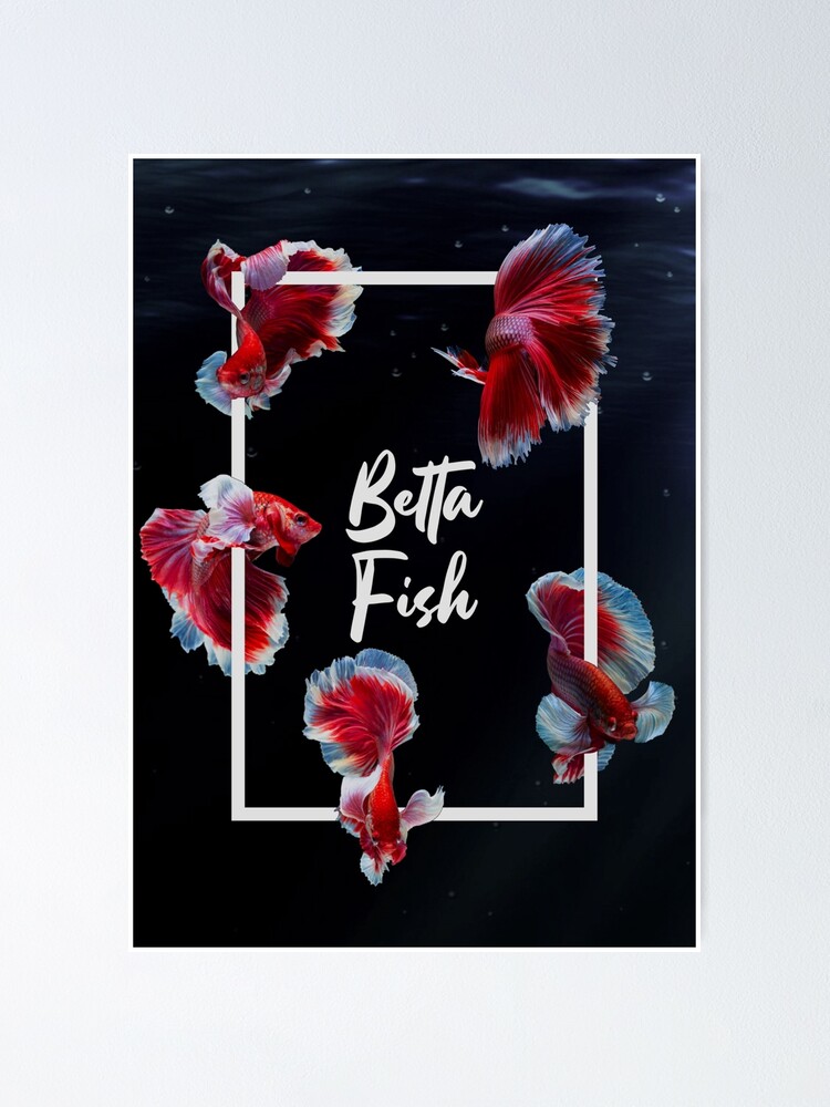 Betta Fish Siamese Fighter Fish Poster for Sale by JRRTs