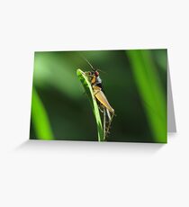 Grasshopper!!! Greeting Card