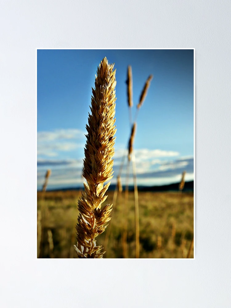 Thumbnail 1 of 3, Poster, A Single Tare... designed and sold by Rinaldo Di Battista.