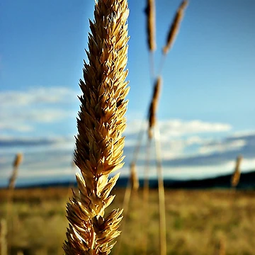Artwork thumbnail, A Single Tare... by Rinaldo Di Battista