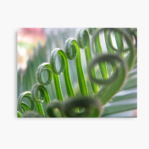 unfurling cycad Metal Print