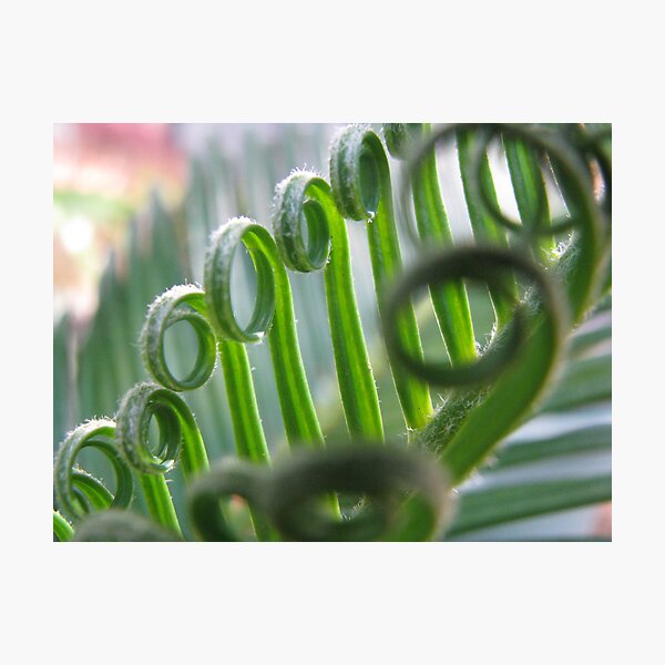 unfurling cycad Photographic Print