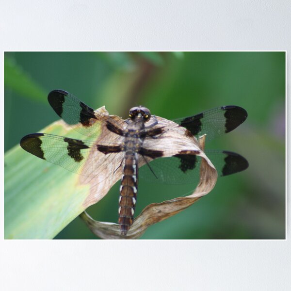 Item preview, Dragon fly designed and sold by picturedreams89.