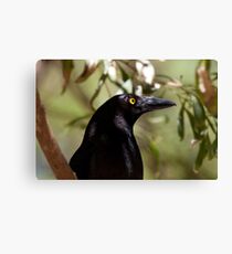 Currawong Canvas Print