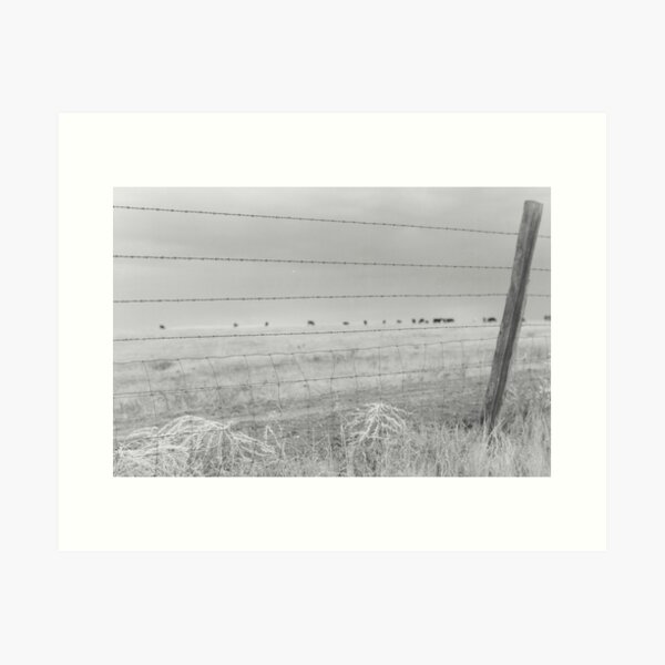 Fenced in Westward Art Print
