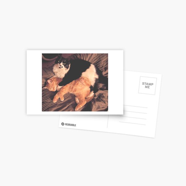 Kitty Cat Cuddle Postcard