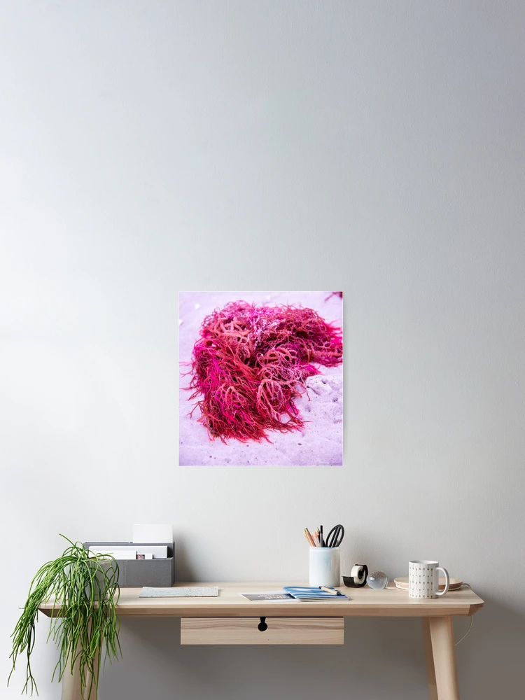 Thumbnail 2 of 3, Poster, Pink Seaweed designed and sold by Roselyn Shoko.