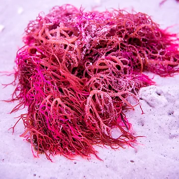 Artwork thumbnail, Pink Seaweed by Roselyn Shoko