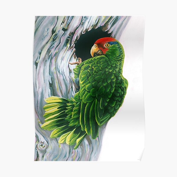 Red Crowned Parrot Poster