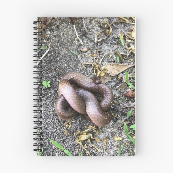 Aperçu de l'œuvre Serpent enroulé créée et vendue par Twittlefish.