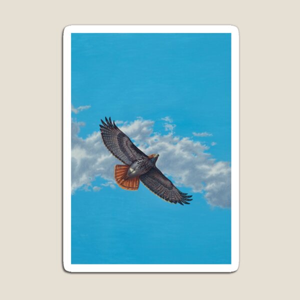 "Freedom on the Wing" Red tailed Hawk in Flight Magnet