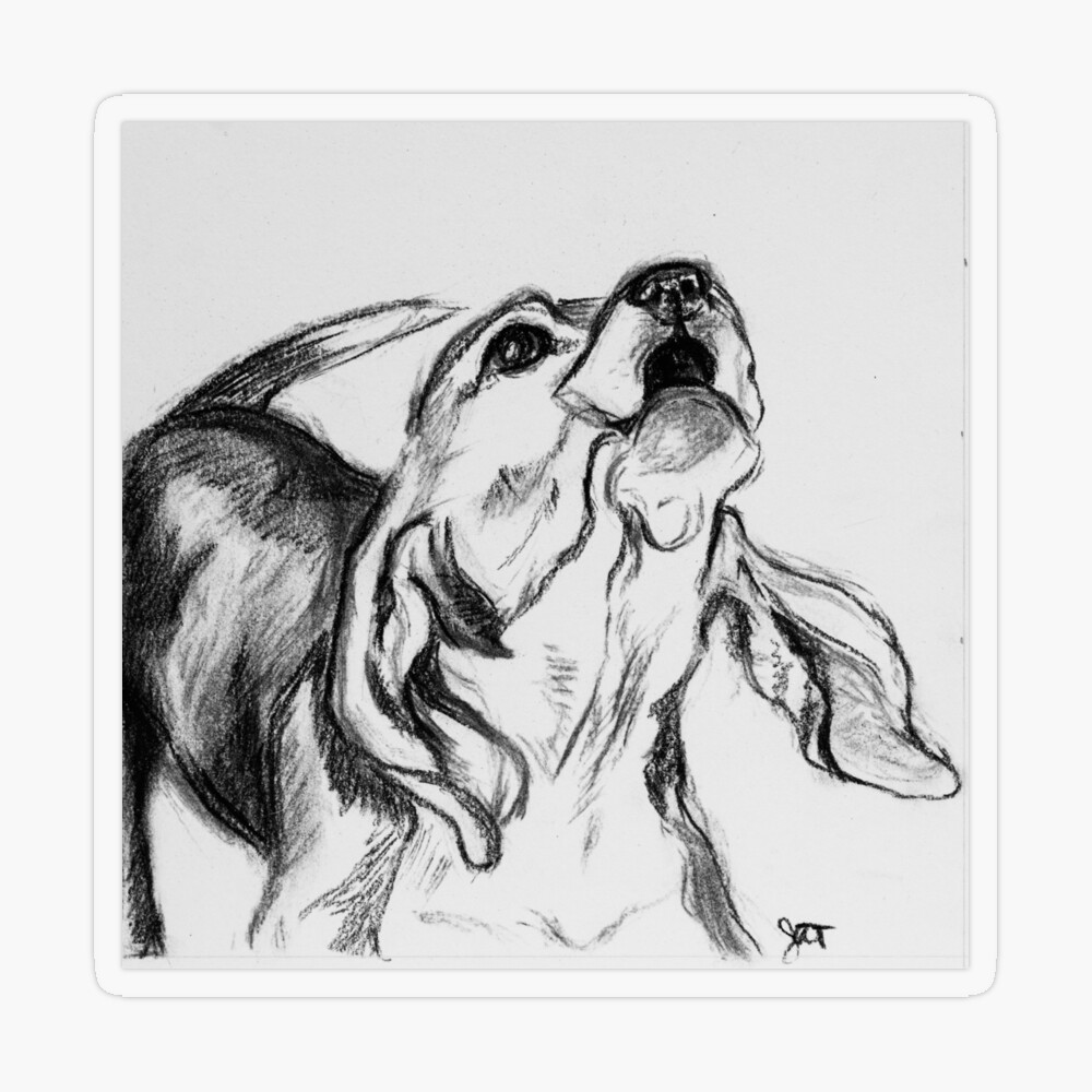 Charcoal Hound Dog Sketch