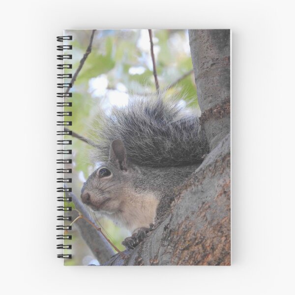 Item preview, Grey Squirrel, animals, wildlife, nature, gifts designed and sold by Sandra O'Toole.