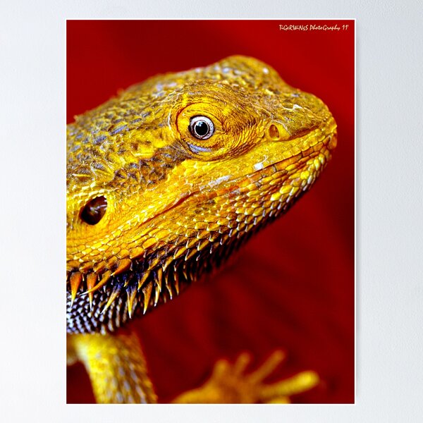 Item preview, Dragons' Portrait designed and sold by tigerwings.