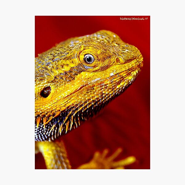 Item preview, Dragons' Portrait designed and sold by tigerwings.