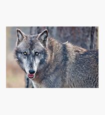 TIMBER WOLF Photographic Print