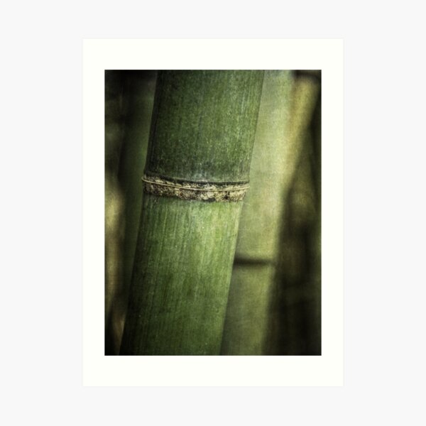 Mysteries of the Bamboo Forest Art Print