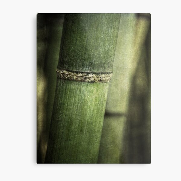 Mysteries of the Bamboo Forest Metal Print