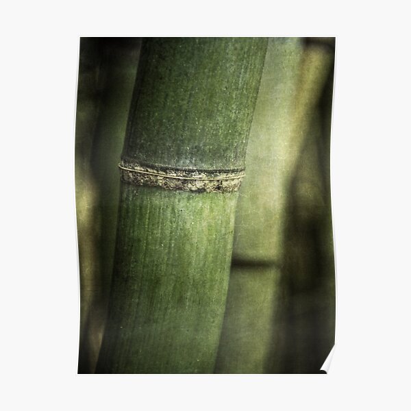 Mysteries of the Bamboo Forest Poster