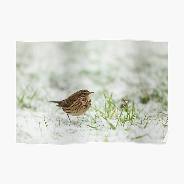 Meadow Pipit Snow Covered Grass Poster