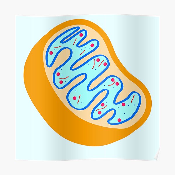 Poster Mitochondrien Redbubble