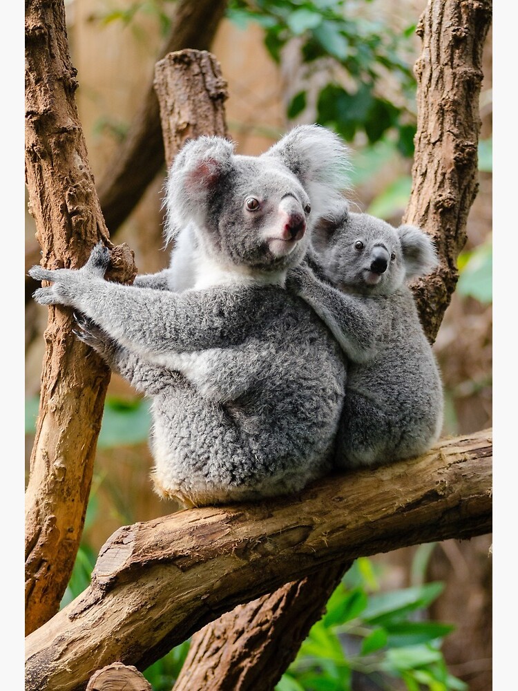 Impression Rigide Koala Mignon Par Designthelife Redbubble