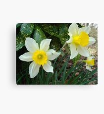 Daffodils Canvas Print