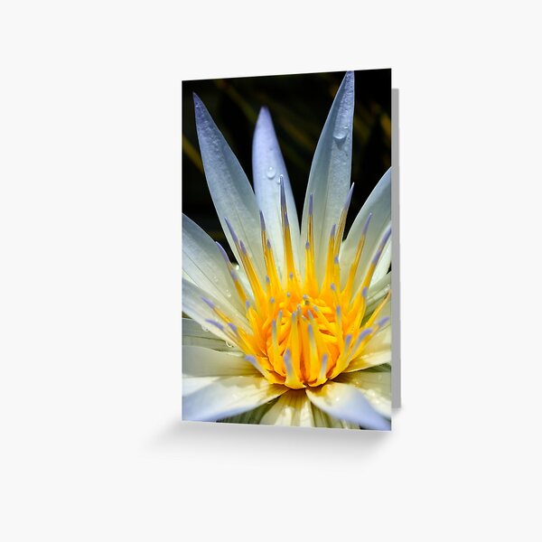 Water Lily flower, (Adelaide Botanic Gardens) Greeting Card