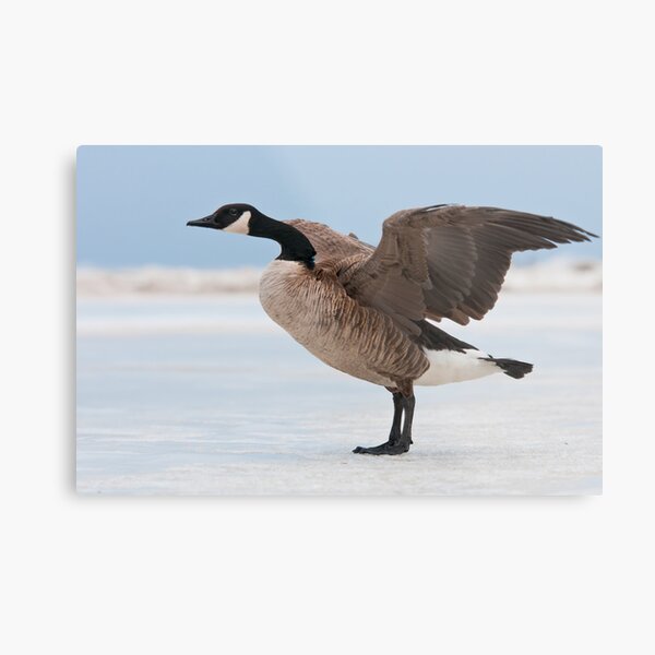 Canada Goose Metal Print