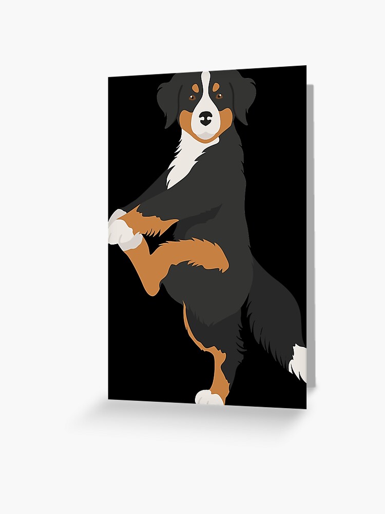 Bernese mountain dog sales exercise