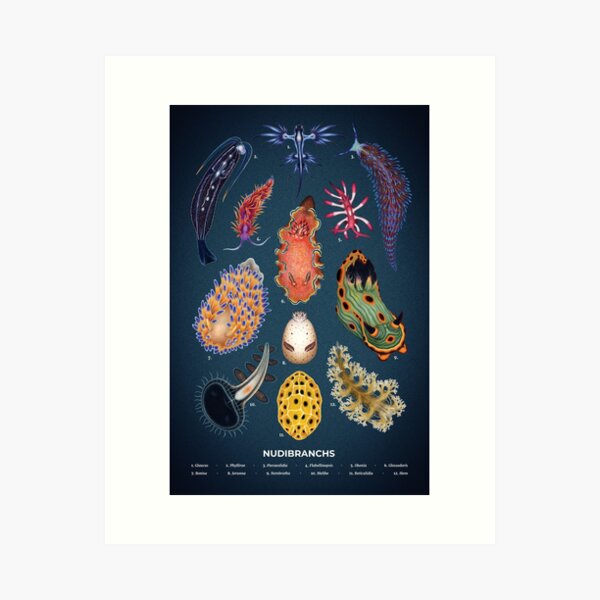Vista previa del artículo con la obra «Plato de nudibranquios», diseñado y vendido por Franz Anthony.