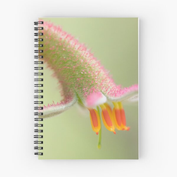 Item preview, Anigozanthos flavidus designed and sold by metriognome.