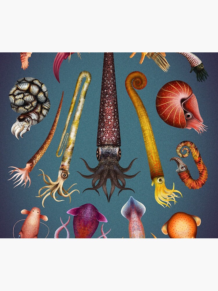 Cephalopods Plate by franzanth